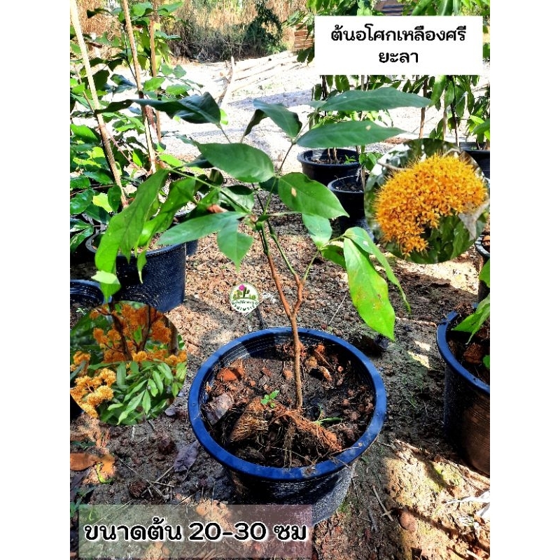 ต้นอโศกเหลืองศรียะลา อโศกเหลือง