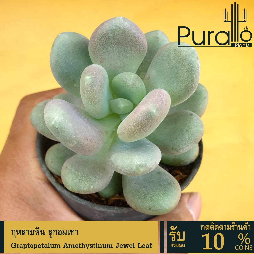 ต้นไม้อวบน้ำ กุหลาบหิน ลูกอม ไข่มุก Graptopetalum Amethystinum Jewel Leaf #succulent #ไข่มุก