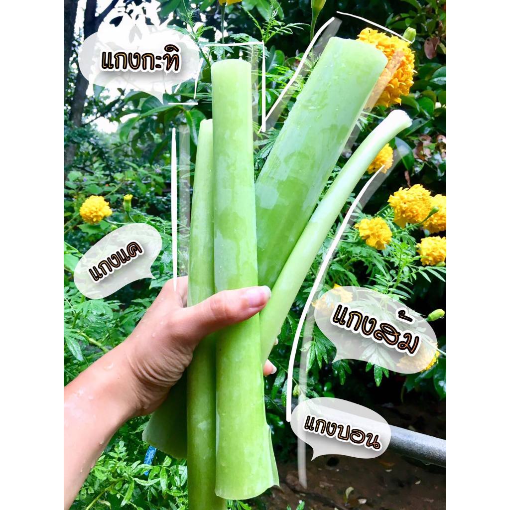 ต้นอ้อดิบ ต้นคูณ ของแท้จากภาคใต้ พร้อมแกง