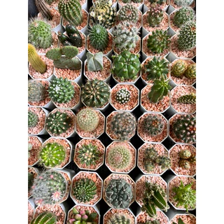 🌵 A Little cactus🌵| แคคตัสยกถาด 54 ต้น สามารถระบุพันธ์ให้ทางร้านได้ แคคตัส กระบองเพชร