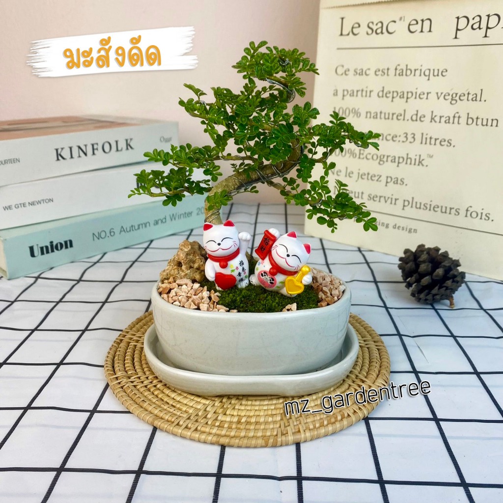 [[ต้นไม้จริง]]🌿🌿สวนถาดไม้มงคล มะสังดัด...แมวกวัก🌿🌿**ต้นไม้คัดฟอร์มสวยทุกต้น**