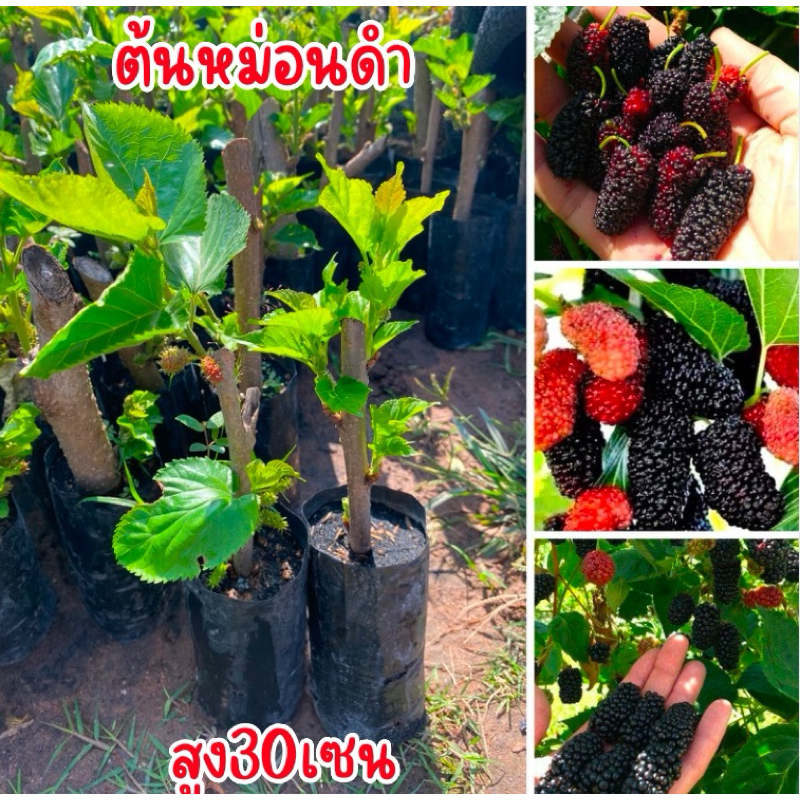 ต้นหม่อนดำ ชุด4ต้น80บาท ต้นสูง20-30เซน ต้นกิ่งชำ รากเดินเต็มถุงเเล้วครับ