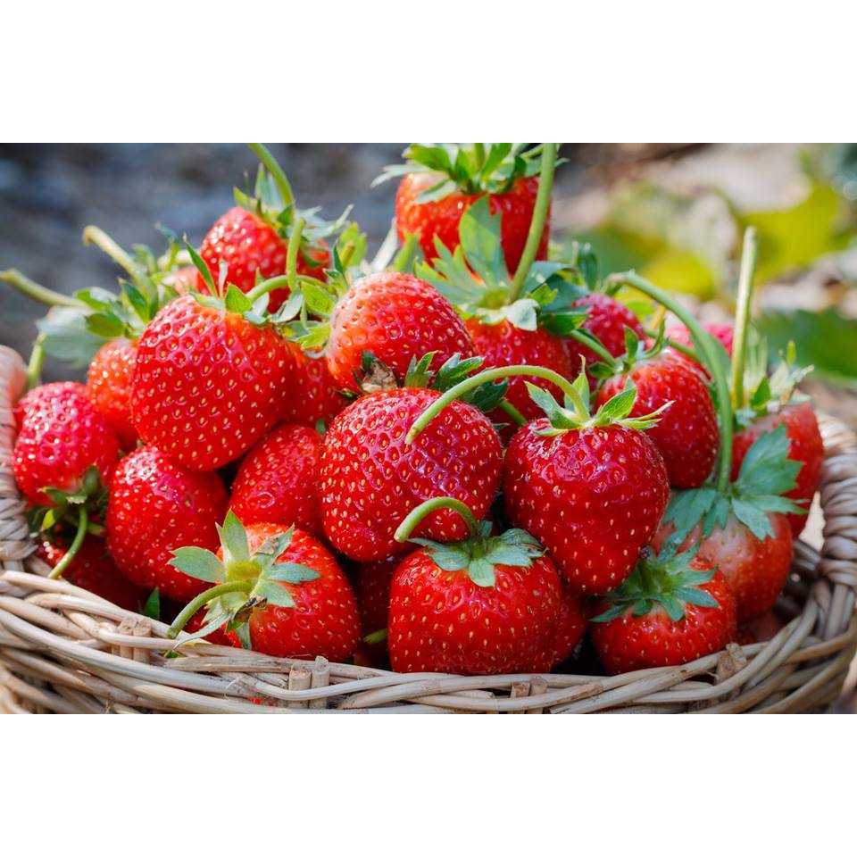 ต้นกล้า  สตรอว์เบอร์รี  ไหล สตรอเบอรี  ต้นกล้าละ 19 บาท ส่งแบบห่อตุ้ม  พร้อมปลูก  (Strawberry)