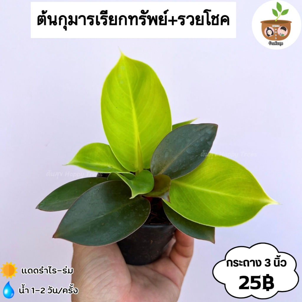 ต้นกุมารเรียกทรัพย์+รวยโชค จัดส่ง 2 ต้นขึ้นไป คละแบบได้