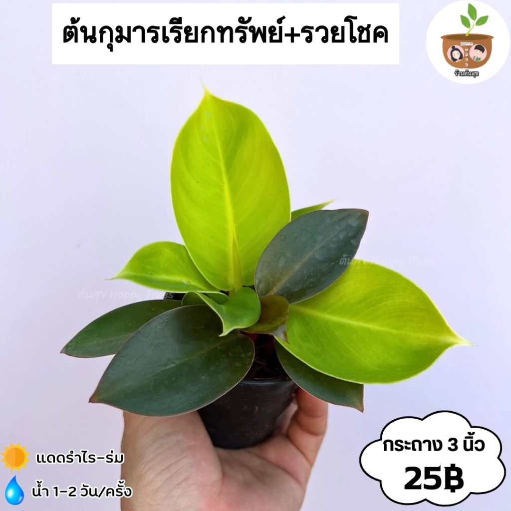 ต้นกุมารเรียกทรัพย์+รวยโชค จัดส่ง 2 ต้นขึ้นไป คละแบบได้