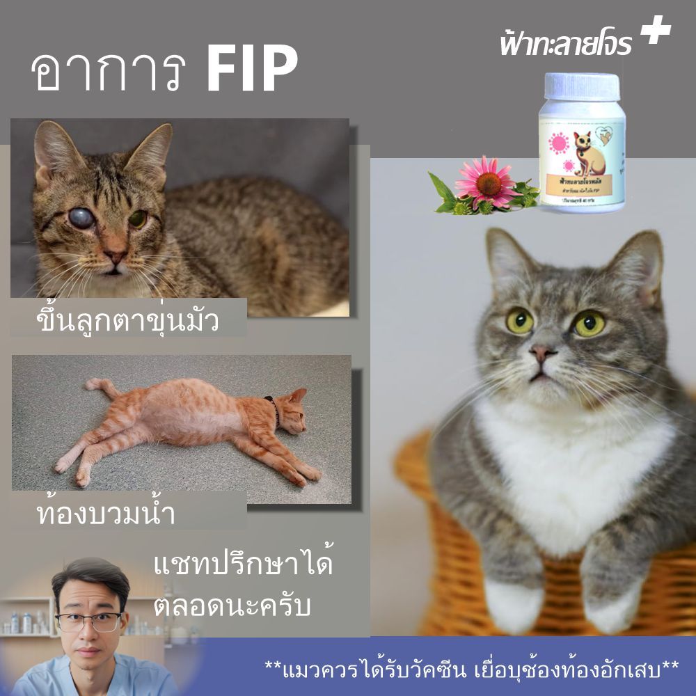 ผงฟ้าทะลายโจรพลัส  แมวมีอาการ FIP  ท้องบวมน้ำ ลูกตาขุ่น