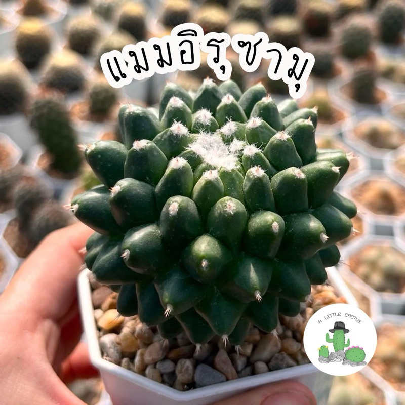 A Little cactus | แคคตัส กระบองเพชร แมมอิรุซามุ