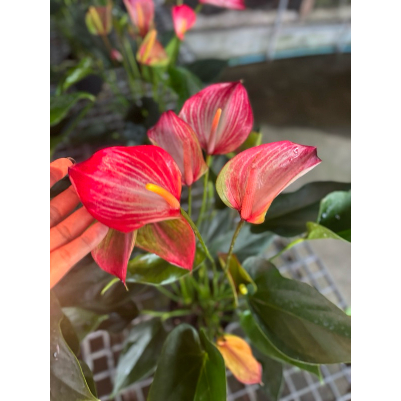 หน้าวัวสายพันธุ์ 💝 Livium Red 💝 (ลิเวียม เรด) กอแน่น กระถาง5-7นิ้วชี้