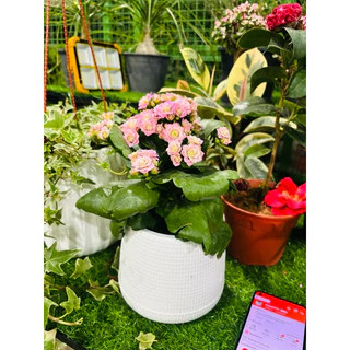 1/8/26พร้อมส่ง กุหลาบหินดอกซ้อน Kalanchoe blossfeldiana กระถาง4นิ้ว ดอกสวย