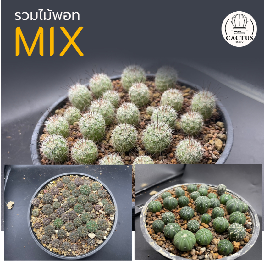 รวมไม้พอทต่างๆ Cactus อยู่ในกระถาง 6 นิ้ว ครับ
