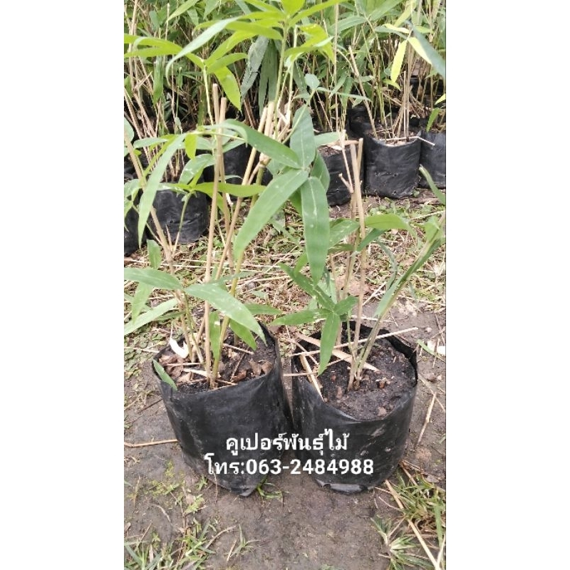 ไผ่ไร่ ไผ่ป่า ต้นชำกิ่ง