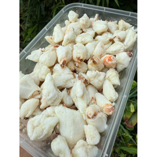 กรรเชียงปูม้า เล็ก กลาง ใหญ่ จั๊มโบ้ โครตโบ้ 500 กรัม