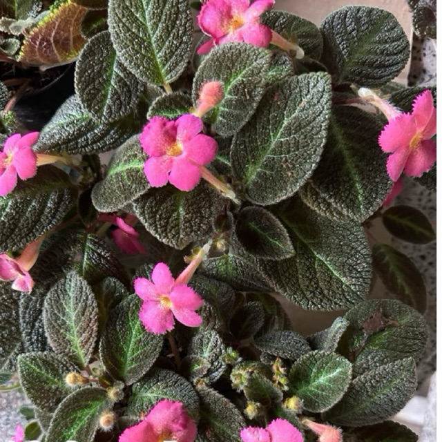 Episcia green dream  พรมญี่ปุ่น กรีนดรีม ดอกสีชมพู ต้นไม้ ไม้ประดับ ตกแต่งสวย ตกแต่งบ้านเอพิซเซีย