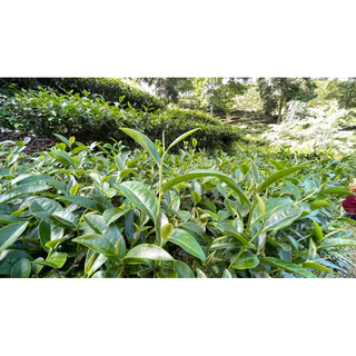 ชาเขียวอู่หลงดั้งเดิม ขนาด200กรัม 烏龍綠茶