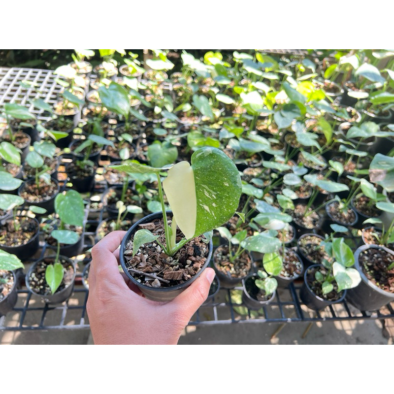 Monstera thai constellation