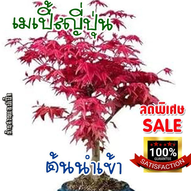 ต้นเมเปิ้ลแดงญี่ปุ่นนำเข้า 80–90 ซม.  ใบแดงเข้ม โตไว  Japanese Maple Acer palmatum