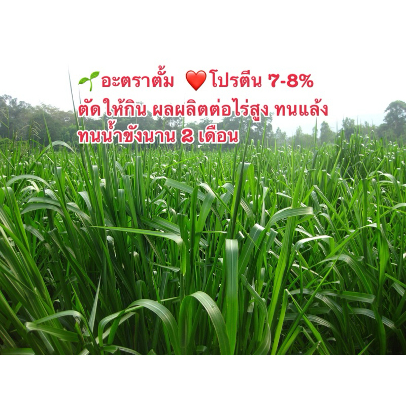 อะตราตั้ม  เหมาะสำหรับพื้นที่ลุ่ม (1 กิโลกรัม) พร้อมปลูก
