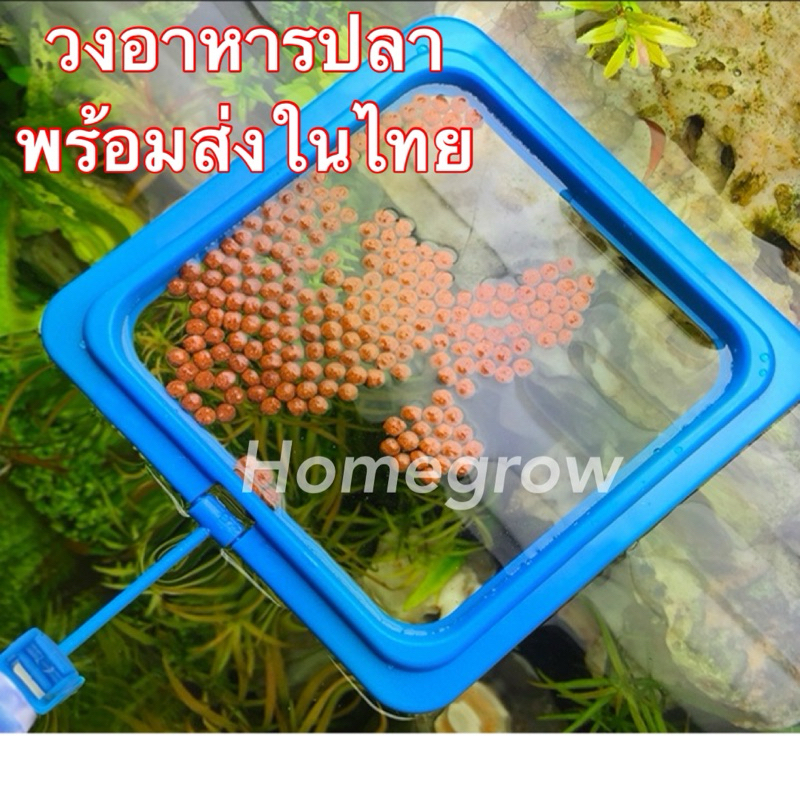 วงอาหารปลา ที่ใส่อาหารปลา พร้อมส่งในไทย