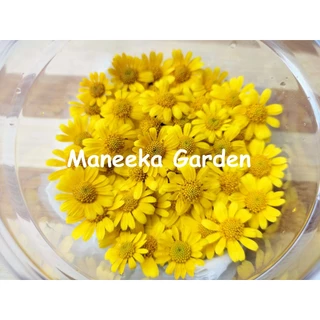 ดอกมากาเร็ตบอเนียว ดอกผีเสื้อ เดซี่ ดอกไม้กินได้ Edible flowers กล่องละ 50-100 ดอก (ส่งด่วนInstantDelivery)ทุกวัน