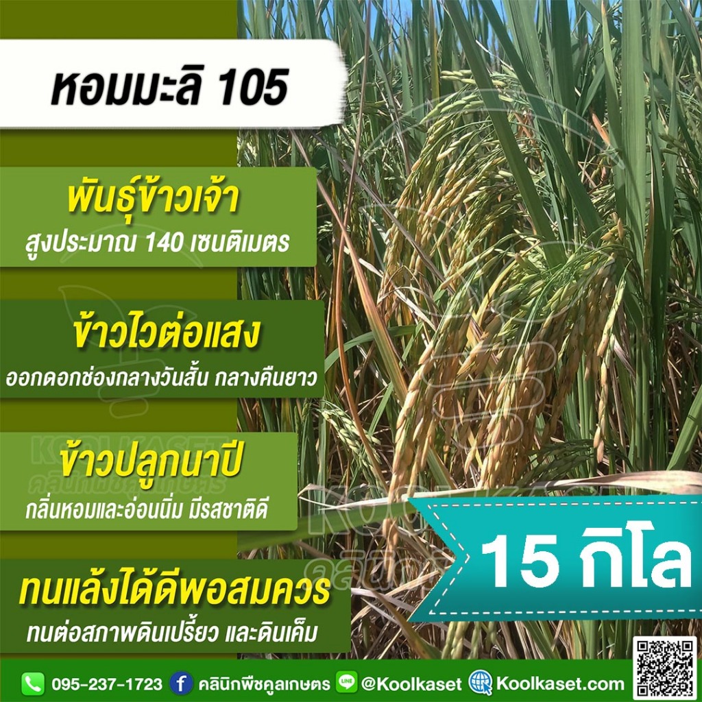 เมล็ดพันธุ์​ข้าว​ ข้าวเจ้า หอมมะลิ105 ข้าวนาปี ไวแสง หอม นุ่ม คุณภาพดี 15 กก. คูลเกษตร KR1