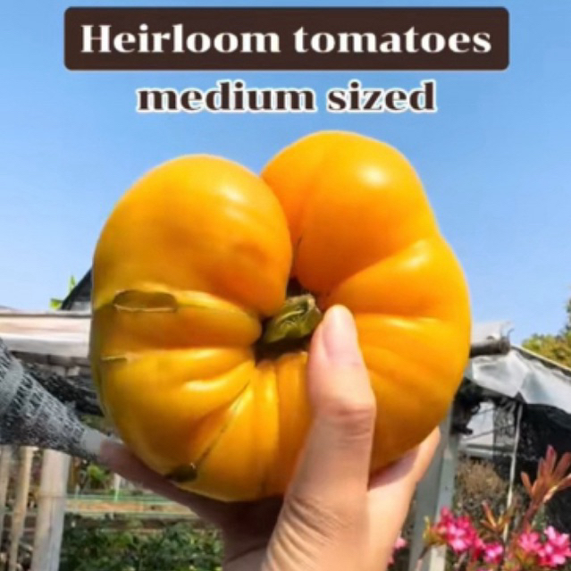 [5แถม1] เมล็ดพันธุ์มะเขือเทศแฮร์ลูม สีแดง/เหลือง *ผลใหญ่ 1 kg.  (Heirloom tometoes)