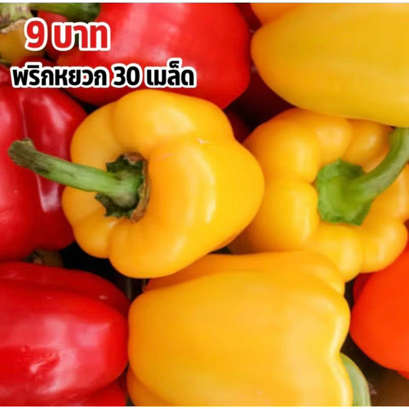 เมล็ดพริกหยวก 9บาท 30เมล็ด