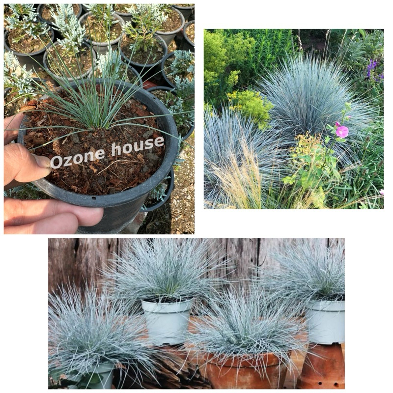 ต้นและเมล็ดหญ้า ใบสีฟ้า Blue fescue กระถาง 5 นิ้วเพาะเมล็ดในไทย