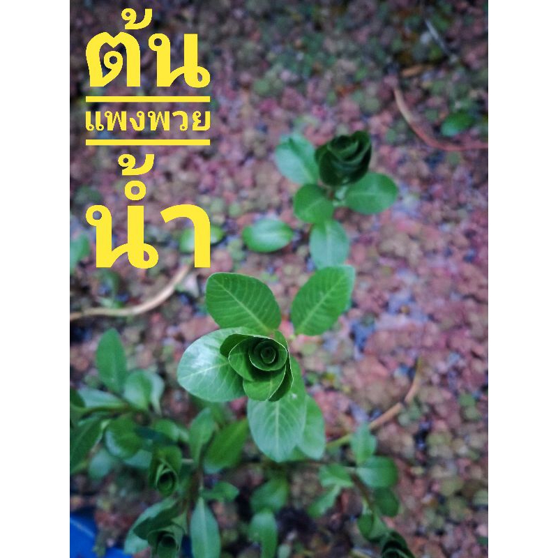 ต้นแพงพวยน้ำใส่ตู้ปลาชุดละ5กิ่ง
