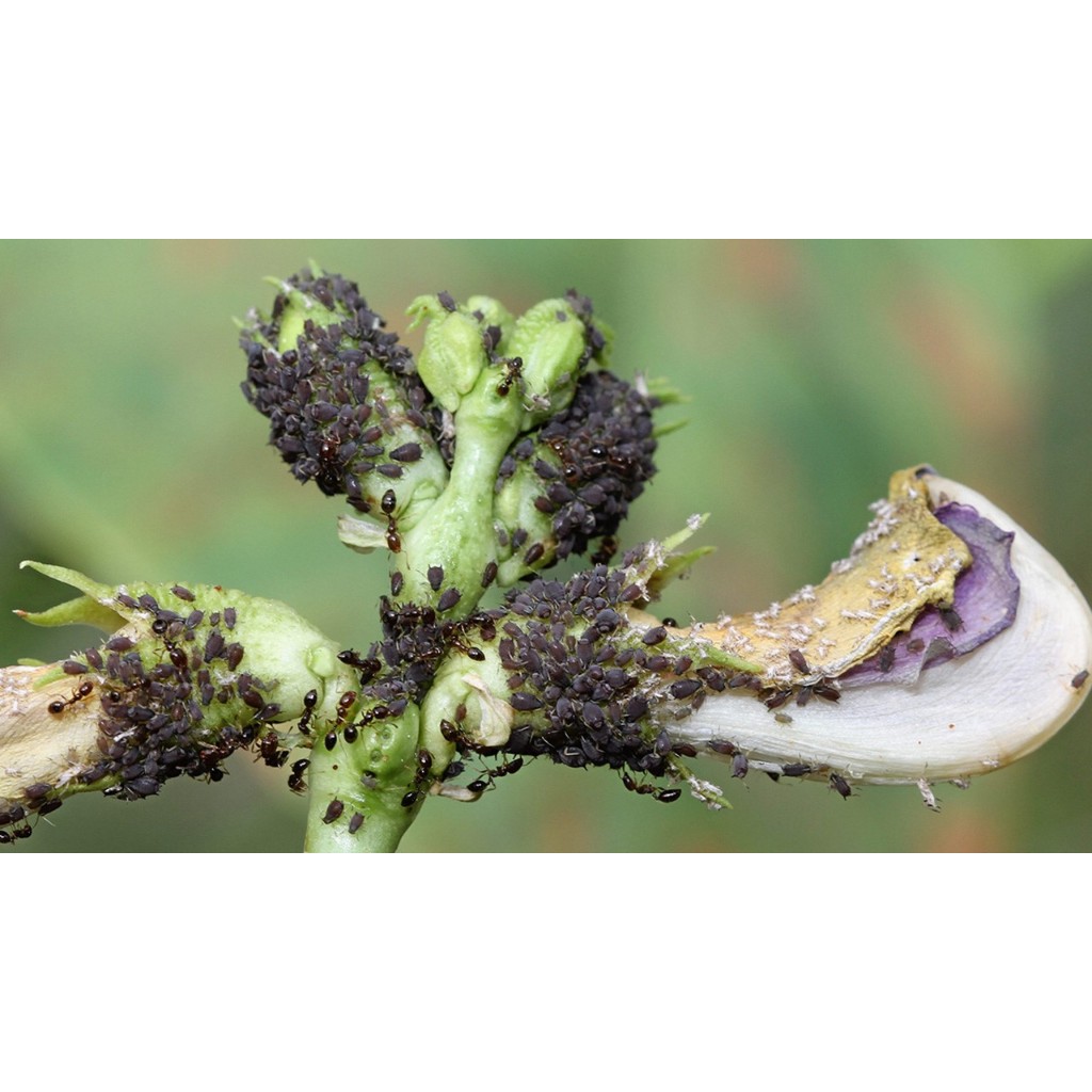 ไทอะมีทอกแซม ทอรัส ขนาด100กรัม กำจัดเพลี้ยไฟ เพลี้ยจั๊กจั่น เพลี้ยหอย แมลงหวี่ขาว เพลี้ยไก่แจ้ แมลงปากดูดทุกชนิด - รูปที่ 3