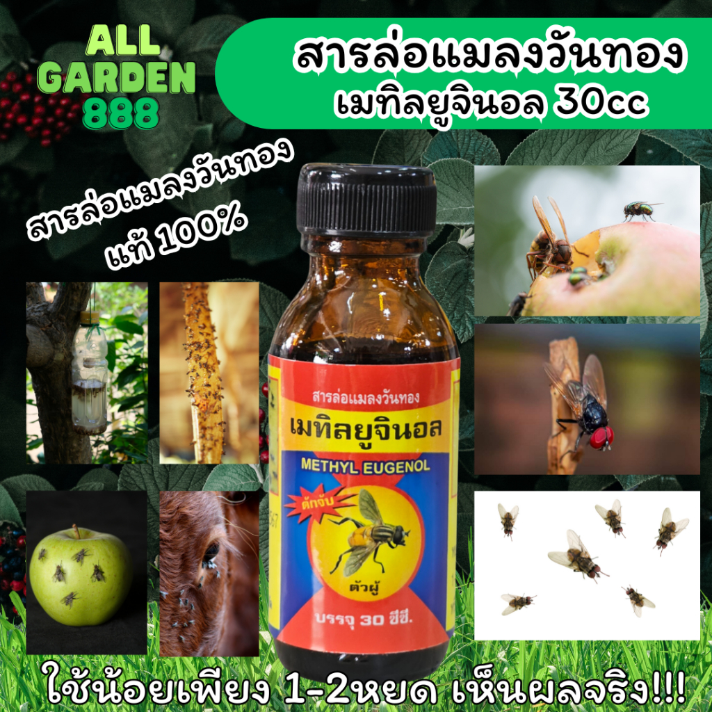 เมทิลยูจินอล (Methyl Eugenol) สารล่อแมลงวันทอง ขนาด 30 ซีซี