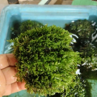 มอสน้ำพันอุโมงค์ดินเผา บ้านกุ้งบ้านปลา 1 ชิ้น