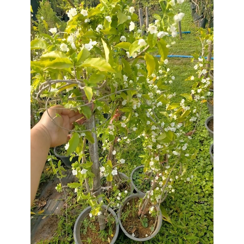 ต้นจันกะพ้อเลื้อย ต้นขนาด1เมตร