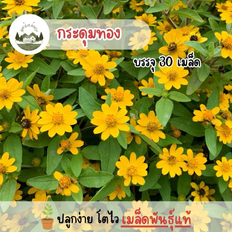 เมล็ดดอกกระดุมทองบรรจุ 30 เมล็ด