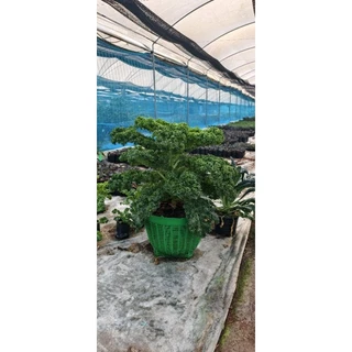 ต้นเคลเซ็ตคละ 2 ชนิดรวม 10 ต้น (ม่วง5 หยิก5) บรรจุในถุงเพาะขนาด 2.5x6" สูงประมาณ 15-20 cm