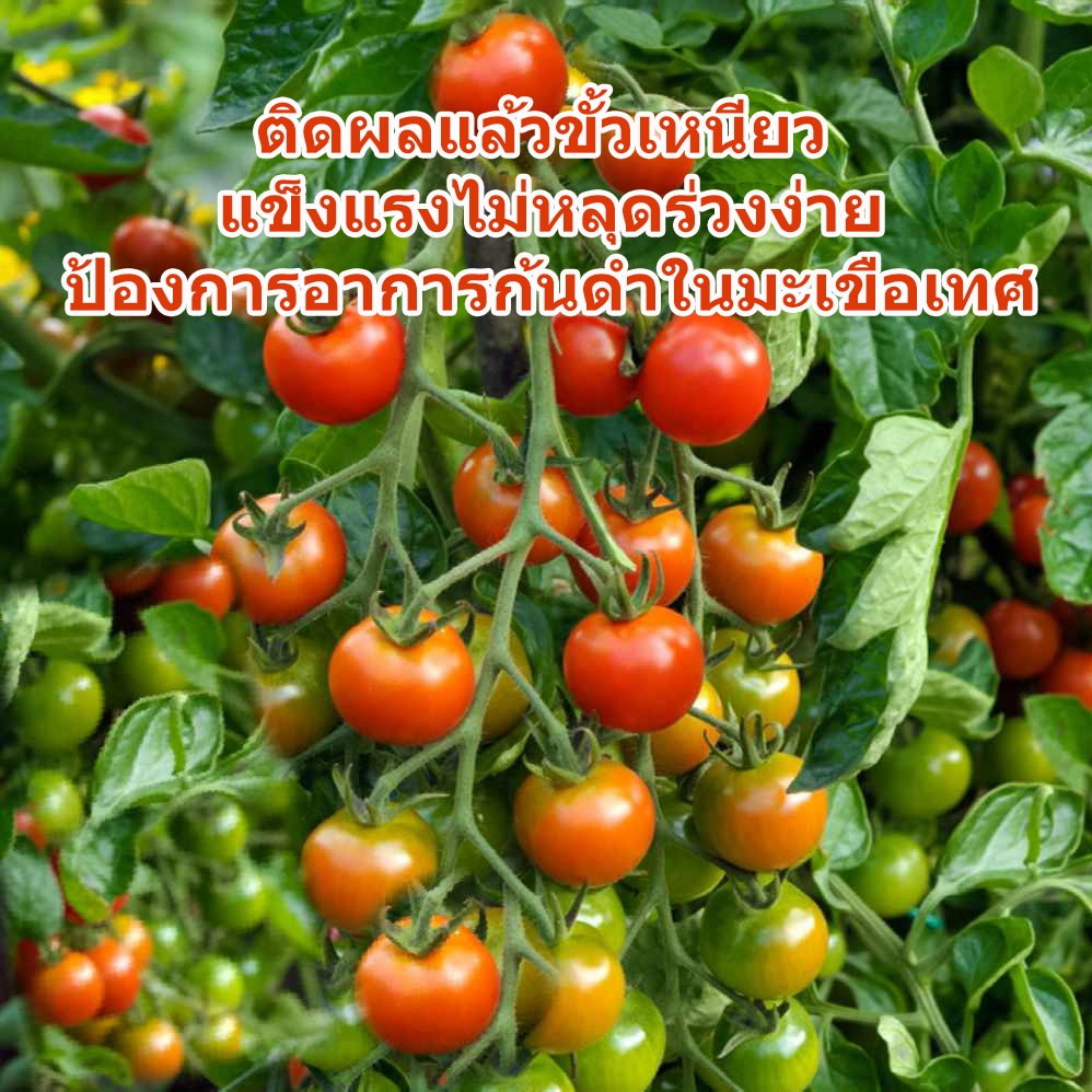 แคลเซียมโบรอน 1 ลิตร ตัวช่วยสำคัญเพิ่มการติดผล ลดการหลุดร่วง ป้องกันผลเน่า ทรปเบิร์น ที่เกษตรกรไว้วางใจ - รูปที่ 2
