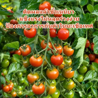 แคลเซียมโบรอน สูตรน้ำเข้มข้น (1ลิตร) ลดปัญหาดอกร่วง ผลร่วง ผลแตก ใบไหม้ ยอดกุด เพิ่มคุณภาพผลผลิต ที่เกษตรกรเลือกใช้