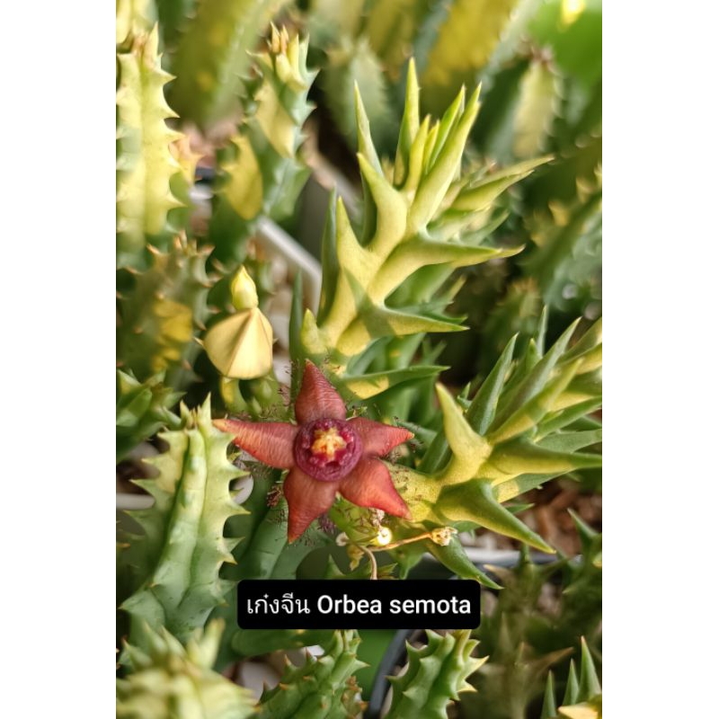 เก๋งจีน Orbea semota *กิ่งเด็ดสด*