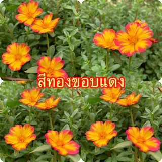 คุณนายตื่นสายมีให้เลือก 60สี สีละ10 กิ่ง 20฿รับประกันกิ่งสมบูรณ์ กิ่งสวยกิ่งใหญ่ สนใจสอบถามได้นะคะ