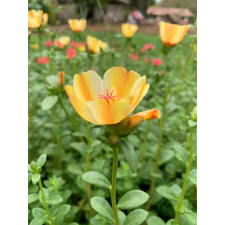 คุณนายตื่นสายมีให้เลือก 60สี สีละ10 กิ่ง 20฿รับประกันกิ่งสมบูรณ์ กิ่งสวยกิ่งใหญ่ สนใจสอบถามได้นะคะ