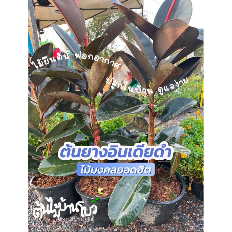 ต้นยางอินเดียดำ 70ซม.++ ต้นไม้ฟอกอากาศ ไซส์ใหญ่ จัดส่งแบบถอดกระถาง