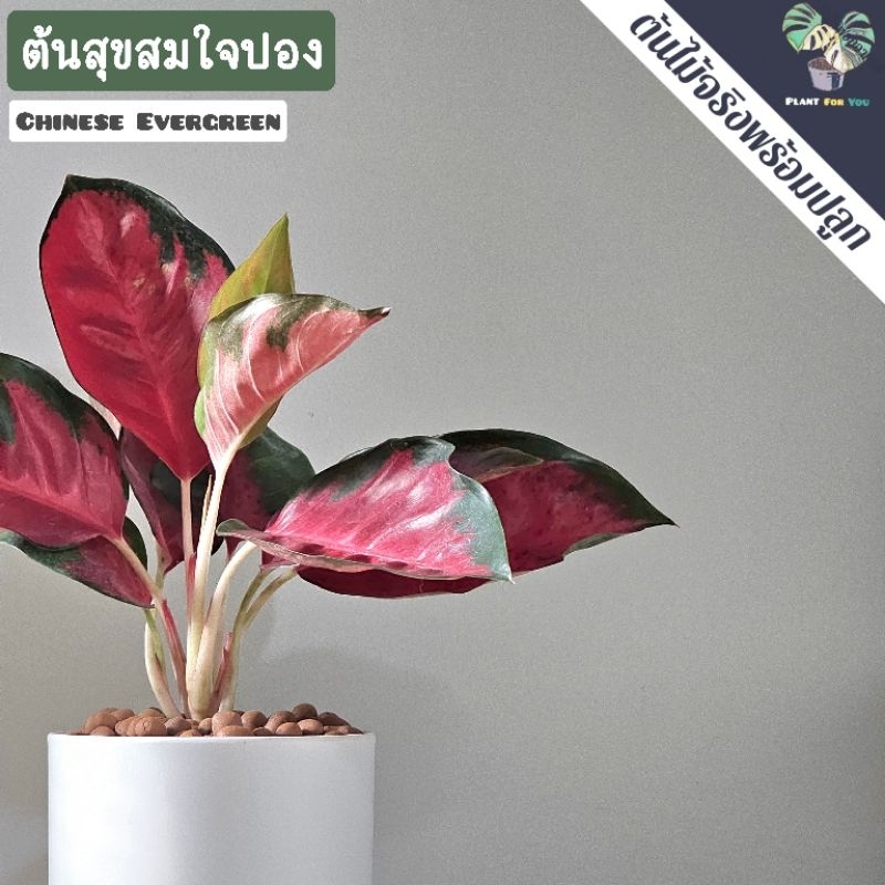 ❤️ต้นสุขสมใจปอง Chinese Evergreen พร้อมกระถาง+เม็ดPopper+ขาตั้งไม้สน (ต้นไม้มงคล) ราคา ถูกที่สุด ดีลบีเคเค แกลเลอรีภาพที่ 6
