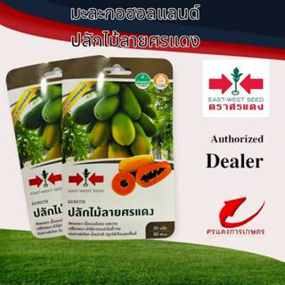 ผักซองศรแดง มะละกอฮอลแลนด์ ปลักไม้ลายศรแดง OP