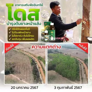 โดสเขียว อาหารเสริมพืช สารบำรุงยางพารา ขนาด 180 ซีซี (ฉีดได้ 12 ไร่)