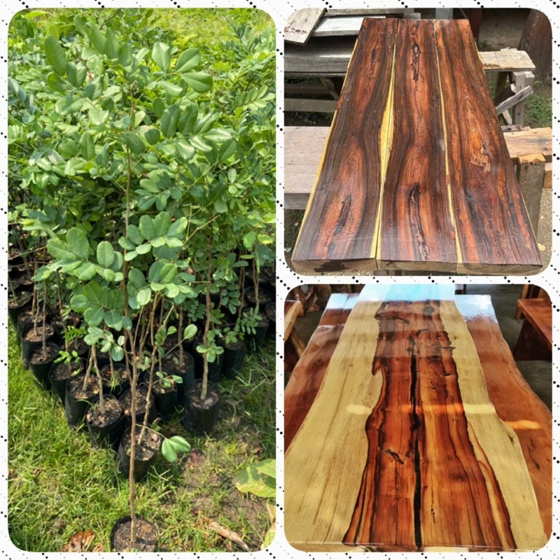 ต้นกระพี้เขาควาย (สูง 70-90cm) ไม้ราคาแพง เนื้อดีลวดลายสวยงาม