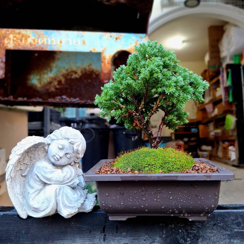 บอนไซต้นม่วงเจริญแคระ (หลินซาน) ไม้ทรงพุ่มสวย ดอกสีม่วงน่ารัก และอย่างอื่น - รูปที่ 6