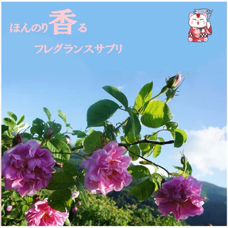SAKURA & ROSE AROMATIC ESSENCE ซากุระโรส วิตามินตัวหอม
