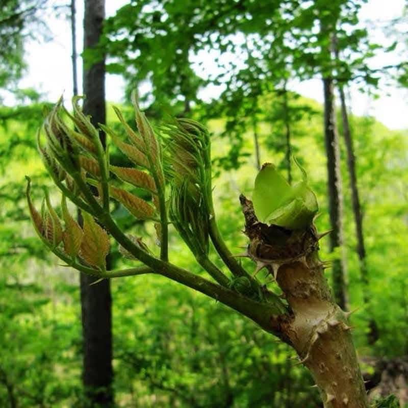 (รับ1ต้น)(แบบล้างราก) ผักหวานป่า ผักหนามเกาหลี 🏡ไม้จีนนำเข้า - รูปที่ 7