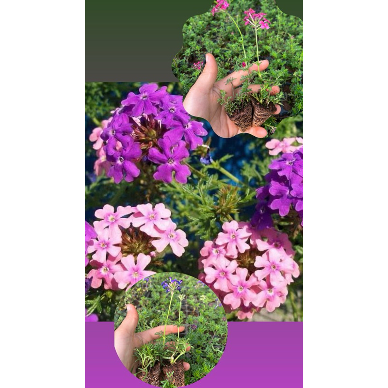 🌱ต้นกล้าเวอบีน่าเลื้อย👉คละสี💐พร้อมส่ง