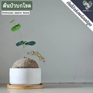 🌰ต้นบัวบกโขด (Stephania erecta Craib) พร้อมกระถาง+จานรองไม้+หินภูเขาไฟแต่งหน้ากระถาง