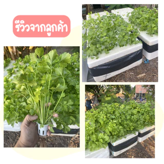 ชุดใหญ่ปลูกผักชี คื่นฉ่าย ชุดปลูกผักชี คื่นฉ่าย ไฮโดรโปนิกส์ (ชุดกล่อง 3 ใบ)